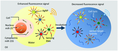 Graphical abstract: Nanoplasmon-enhanced drop-screen for high throughput single-cell nucleocytoplasmic miRNA profiling