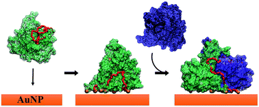 Graphical abstract: Understanding the good and poor cell targeting activity of gold nanostructures functionalized with molecular units for the epidermal growth factor receptor