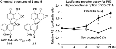 Graphical abstract: New spirobisnaphthalenes from an endolichenic fungus strain CGMCC 3.15192 and their anticancer effects through the P53–P21 pathway