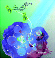 Graphical abstract: Diverse autophagy and apoptosis in myeloid leukemia cells induced by 20(s)-GRh2 and blue LED irradiation