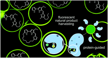 Graphical abstract: A two-step resin based approach to reveal survivin-selective fluorescent probes