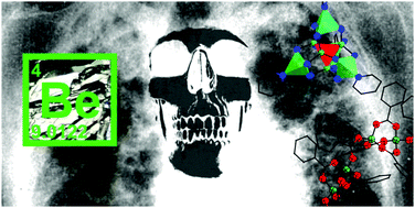 Graphical abstract: Beryllium coordination chemistry and its implications on the understanding of metal induced immune responses