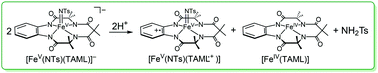 Graphical abstract: Proton-promoted disproportionation of iron(v)-imido TAML to iron(v)-imido TAML cation radical and iron(iv) TAML