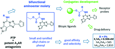 Graphical abstract: Potent and selective A3 adenosine receptor antagonists bearing aminoesters as heterobifunctional moieties