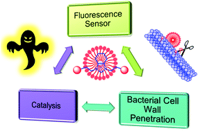 Graphical abstract: Self-assembly of imidazolium/benzimidazolium cationic receptors: their environmental and biological applications