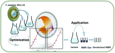 Graphical abstract: Optimization and kinetic modeling of Trametes maxima IIPLC-32 laccase and application in recalcitrant dye decolorization