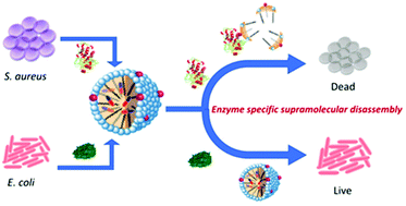 Graphical abstract: Supramolecular antibiotics: a strategy for conversion of broad-spectrum to narrow-spectrum antibiotics for Staphylococcus aureus