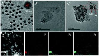 Graphical abstract: A novel multifunctional FePt/BP nanoplatform for synergistic photothermal/photodynamic/chemodynamic cancer therapies and photothermally-enhanced immunotherapy