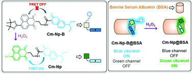 Graphical abstract: An artificial protein-probe hybrid as a responsive probe for ratiometric detection and imaging of hydrogen peroxide in cells