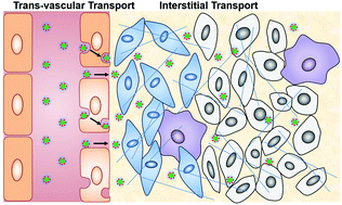 Graphical abstract: Engineering nanoparticles to tackle tumor barriers