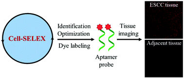 Graphical abstract: Evolution of DNA aptamers against esophageal squamous cell carcinoma using cell-SELEX