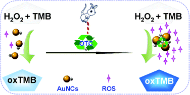 Graphical abstract: Boosting the peroxidase-like activity of gold nanoclusters for the colorimetric detection of oxytetracycline in rat serum