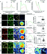 Graphical abstract: DO-SRS imaging of metabolic dynamics in aging Drosophila