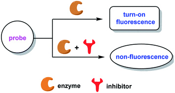 Graphical abstract: Recent progress in natural product-based inhibitor screening with enzymatic fluorescent probes