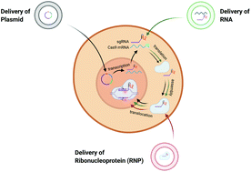 Graphical abstract: Harnessing lipid nanoparticles for efficient CRISPR delivery