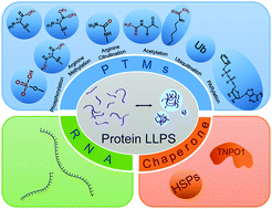 Graphical abstract: Regulation of liquid–liquid phase separation with focus on post-translational modifications