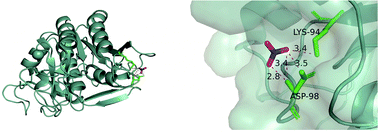 Graphical abstract: Enhancement of thermal stability of proteinase K by biocompatible cholinium-based ionic liquids