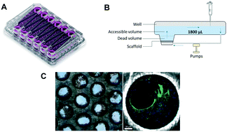 Graphical abstract: Exploration and application of a liver-on-a-chip device in combination with modelling and simulation for quantitative drug metabolism studies