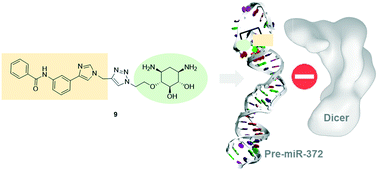 Graphical abstract: Development of 2-deoxystreptamine–nucleobase conjugates for the inhibition of oncogenic miRNA production