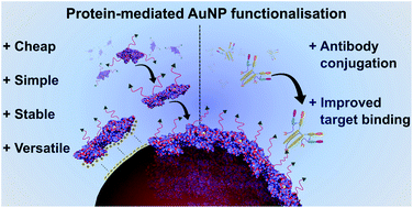 Graphical abstract: Employing defined bioconjugates to generate chemically functionalised gold nanoparticles for in vitro diagnostic applications