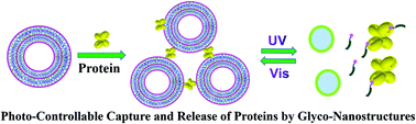 Graphical abstract: Photoresponsive glyco-nanostructures integrated from supramolecular metallocarbohydrates for the reversible capture and release of lectins