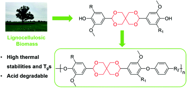 Graphical abstract: Degradability, thermal stability, and high thermal properties in spiro polycycloacetals partially derived from lignin