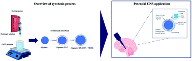 Graphical abstract: An alginate-based encapsulation system for delivery of therapeutic cells to the CNS