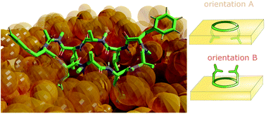 Graphical abstract: Polar/apolar interfaces modulate the conformational behavior of cyclic peptides with impact on their passive membrane permeability