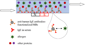 Graphical abstract: On-chip immunomagnetic separation of allergens from myofibrillar proteins of seafoods for rapid allergy tests