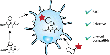 Graphical abstract: Methyltetrazine as a small live-cell compatible bioorthogonal handle for imaging enzyme activities in situ