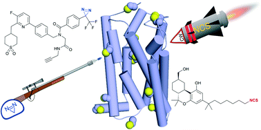 Graphical abstract: Covalent cannabinoid receptor ligands – structural insight and selectivity challenges