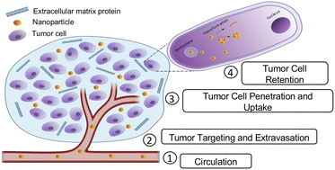 Graphical abstract: Transformable nanoparticles to bypass biological barriers in cancer treatment