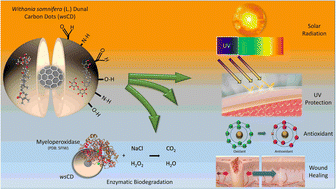 Graphical abstract: Withania somnifera-derived carbon dots protect human epidermal cells against UVB-induced cell death and support growth factor-mediated wound healing