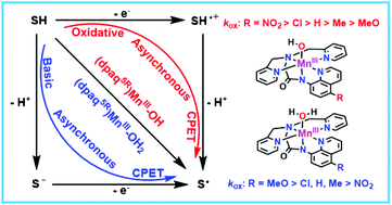 Graphical abstract: Oxidative versus basic asynchronous hydrogen atom transfer reactions of Mn(iii)-hydroxo and Mn(iii)-aqua complexes