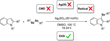 Graphical abstract: Silver-catalyzed direct selanylation of indoles: synthesis and mechanistic insights