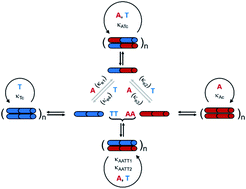 Graphical abstract: Collective adaptability in a replication network of minimal nucleobase sequences