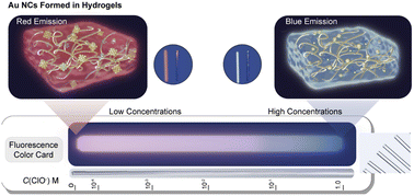 Graphical abstract: In situ synthesis of gold nanoclusters in hydrogels for the capillary based portable fluorescence analysis of hypochlorite in environmental samples