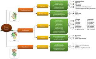 Graphical abstract: Role of fungal enzymes in the synthesis of pharmaceutically important scaffolds: a green approach