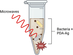 Graphical abstract: Microwave-enhanced antibacterial activity of polydopamine–silver hybrid nanoparticles