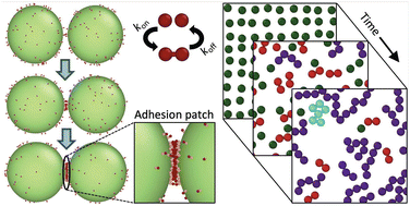 Graphical abstract: A coarse-grained simulation model for colloidal self-assembly via explicit mobile binders