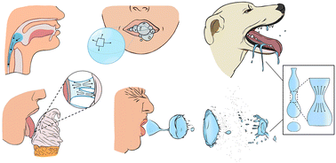 Graphical abstract: Pinching dynamics, extensional rheology, and stringiness of saliva substitutes