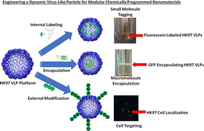 Graphical abstract: Engineering the HK97 virus-like particle as a nanoplatform for biotechnology applications