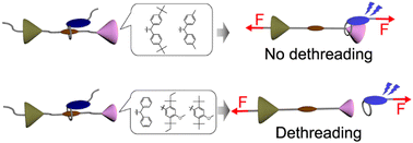 Graphical abstract: Tuning the mechanoresponsive luminescence of rotaxane mechanophores by varying the stopper size