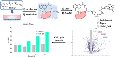 Graphical abstract: Probing the metalloproteome: an 8-mercaptoquinoline motif enriches minichromosome maintenance complex components as significant metalloprotein targets in live cells