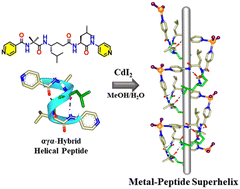 Graphical abstract: Metal-directed hierarchical superhelices from hybrid peptide foldamers