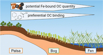 Graphical abstract: Emerging investigator series: preferential adsorption and coprecipitation of permafrost organic matter with poorly crystalline iron minerals