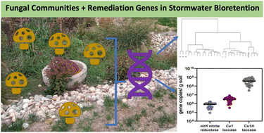 Graphical abstract: Fungal diversity and key functional gene abundance in Iowa bioretention cells: implications for stormwater remediation potential