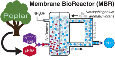 Graphical abstract: Achieving high productivity of 2-pyrone-4,6-dicarboxylic acid from aqueous aromatic streams with Novosphingobium aromaticivorans