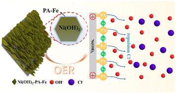 Graphical abstract: A Ni(OH)2 nanosheet array modified with Fe–phytate complex layer as a corrosion resistant catalyst for seawater electrolysis at ampere-level current density