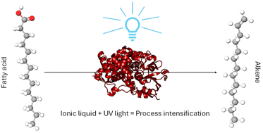 Graphical abstract: Enhancing the reactivity of a P450 decarboxylase with ionic liquids